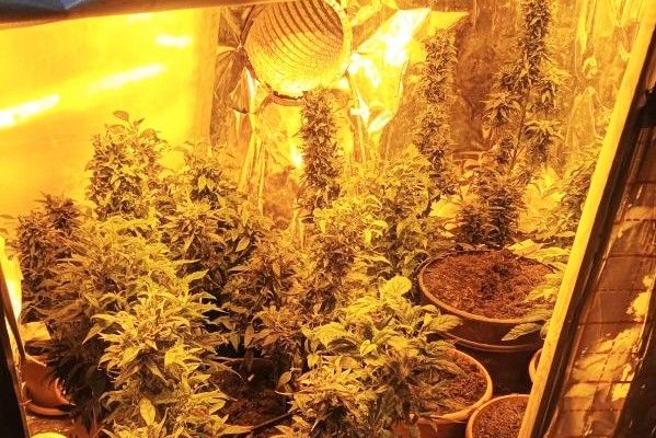 marihuana