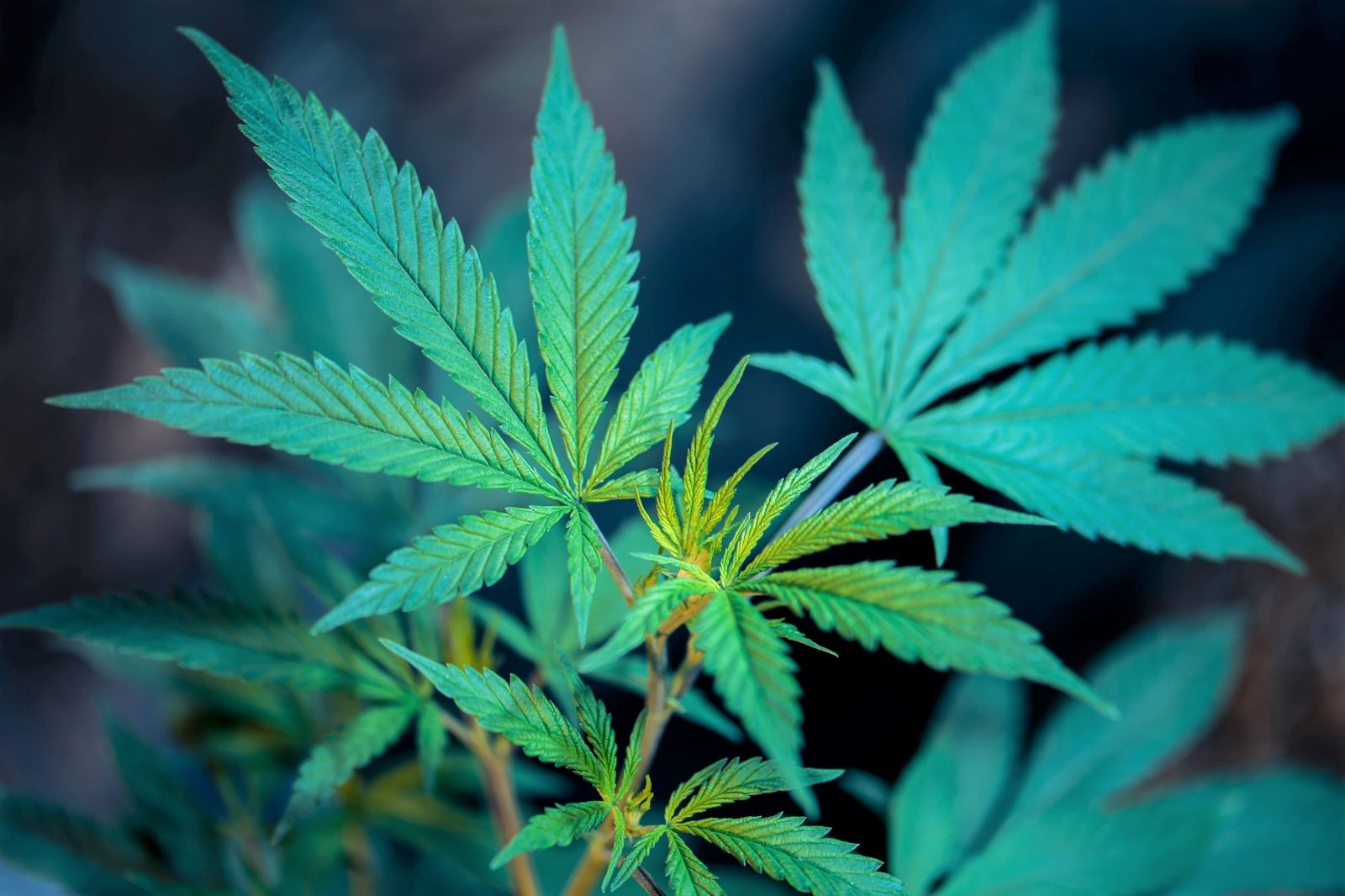 Marihuana