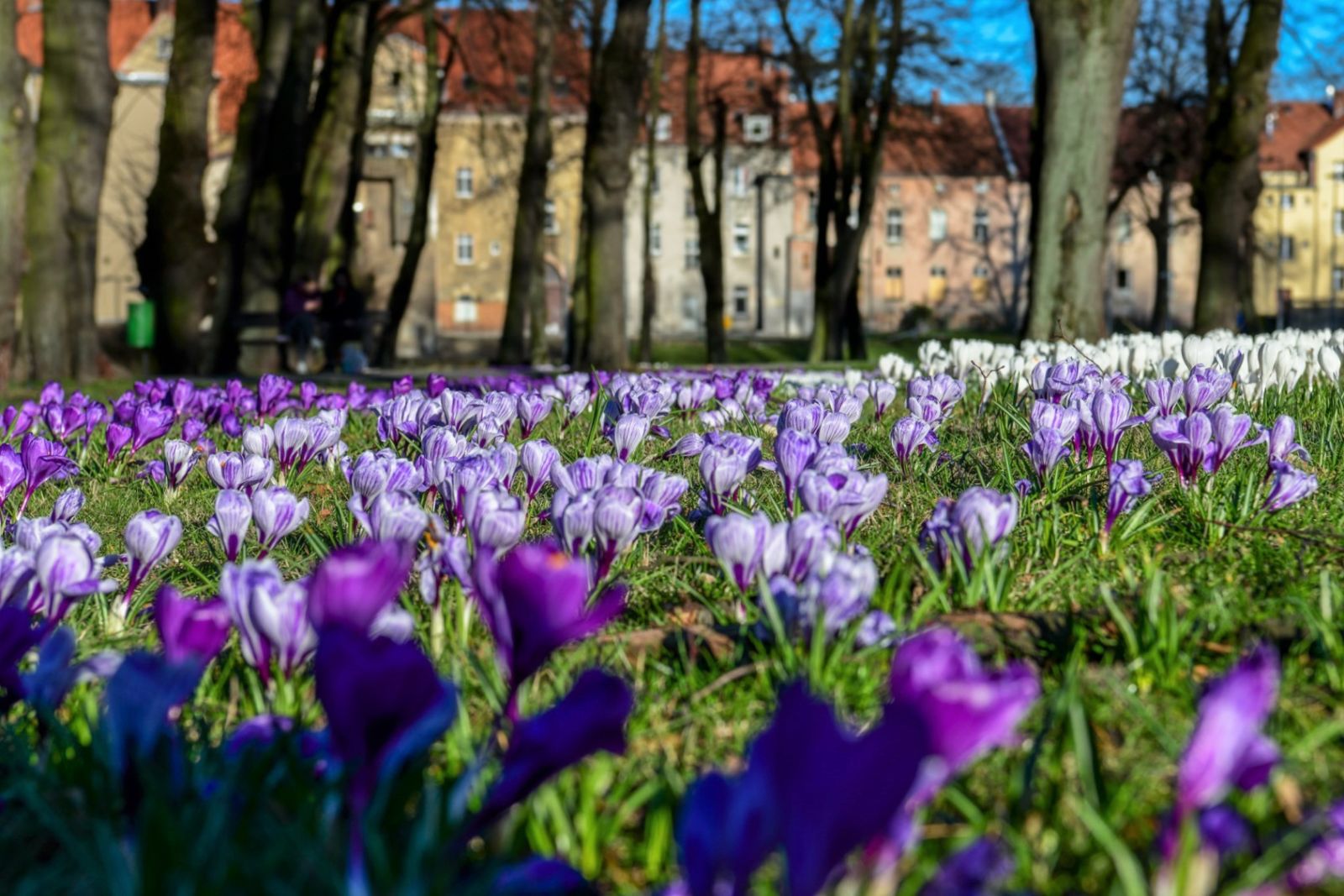 łąka