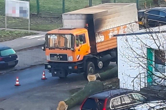 drzewo auto