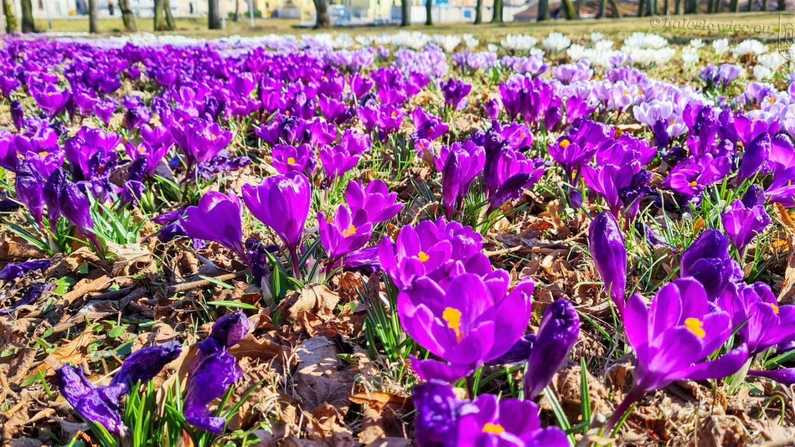 parki krokus obrońców helu