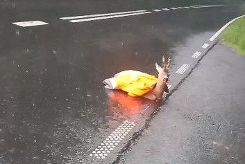 zwierzę