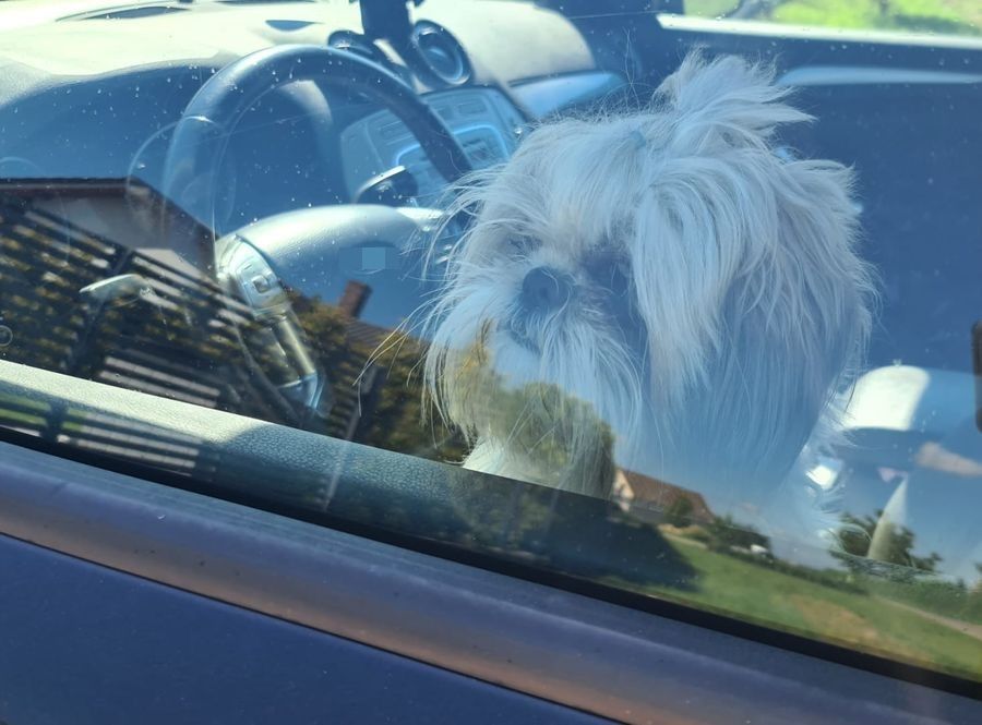 zwierzę auto lato