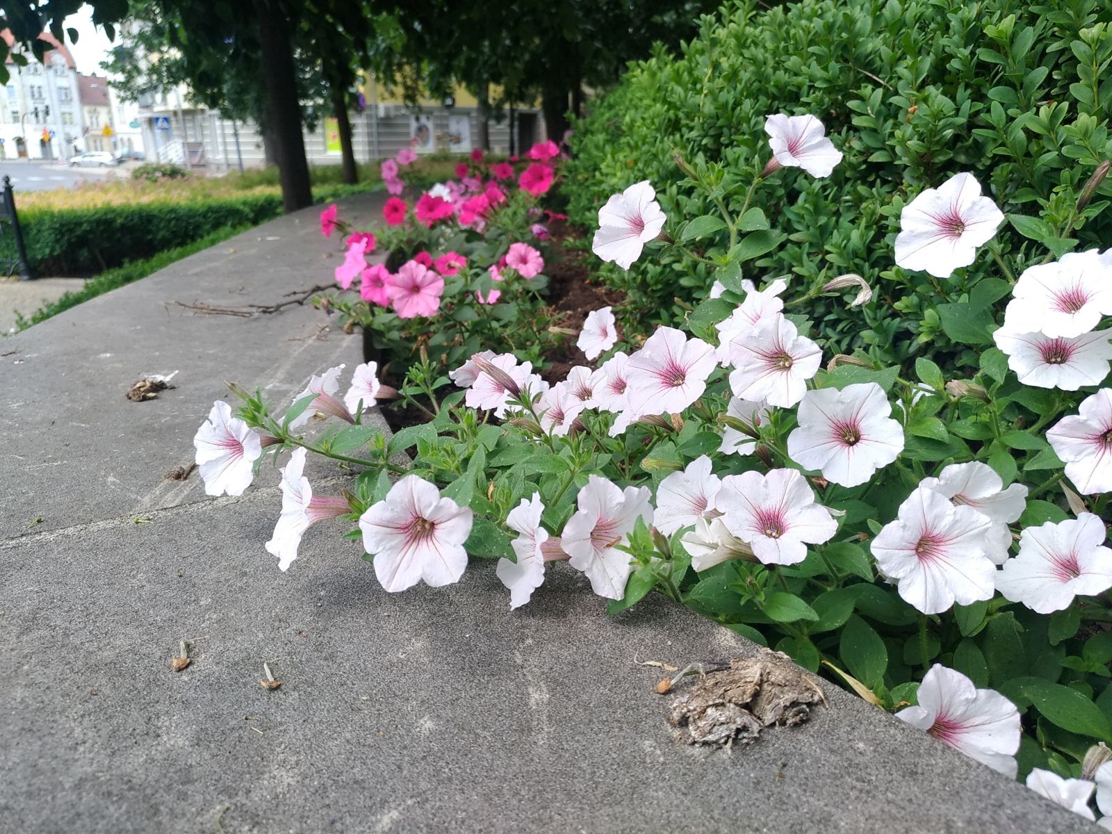 kradzież kwiat kościół