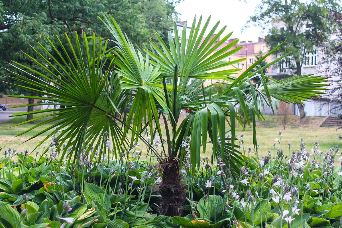 palma park sąd