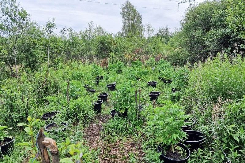 marihuana
