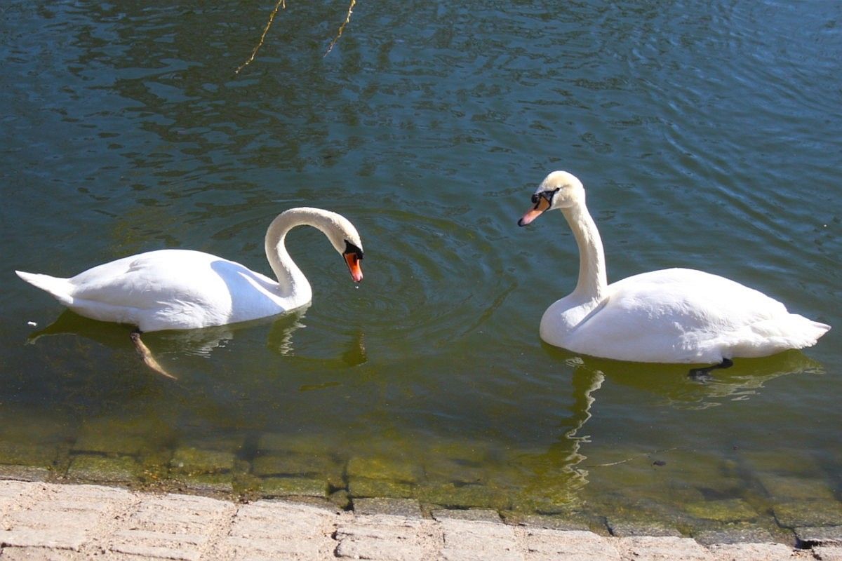łabędź staw