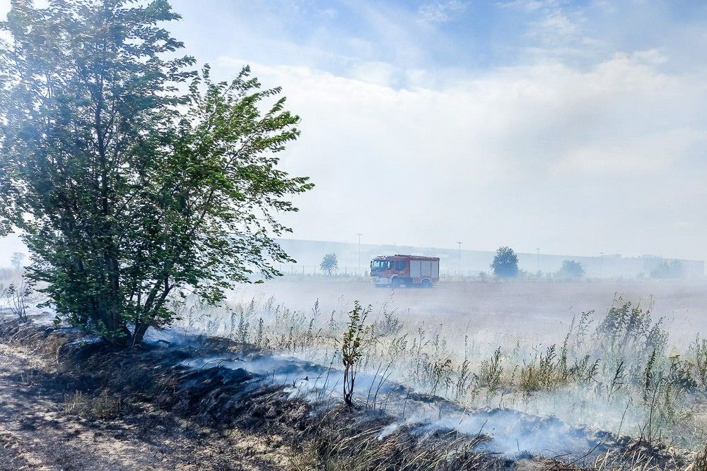 osła