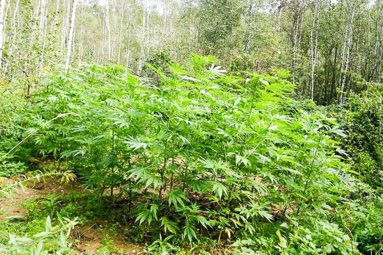 marihuana