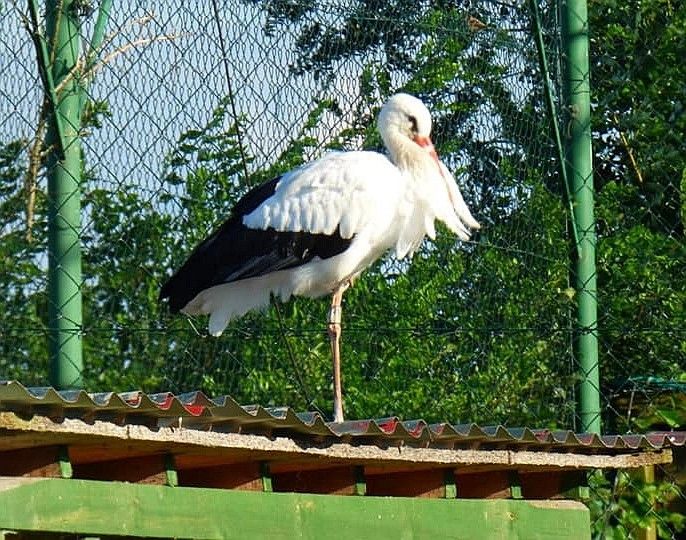 bocian klekusiowo