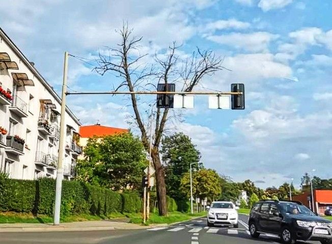 uschnięte drzewo