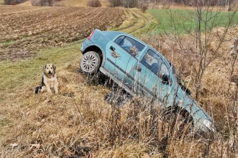 pies auto pole