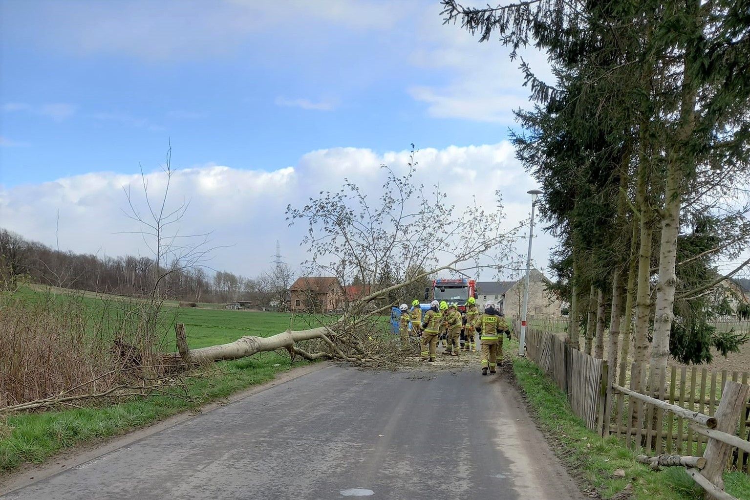 strażak drzewo