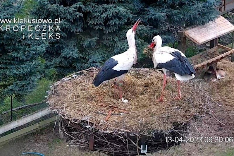 bocian klekusiowo kropeczka kleks