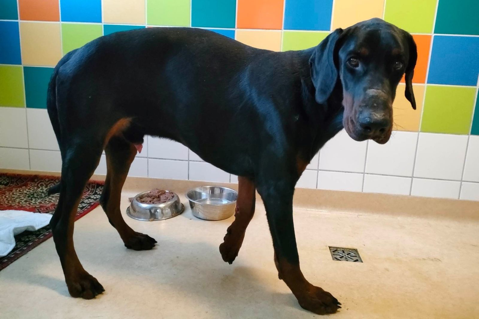 Doberman