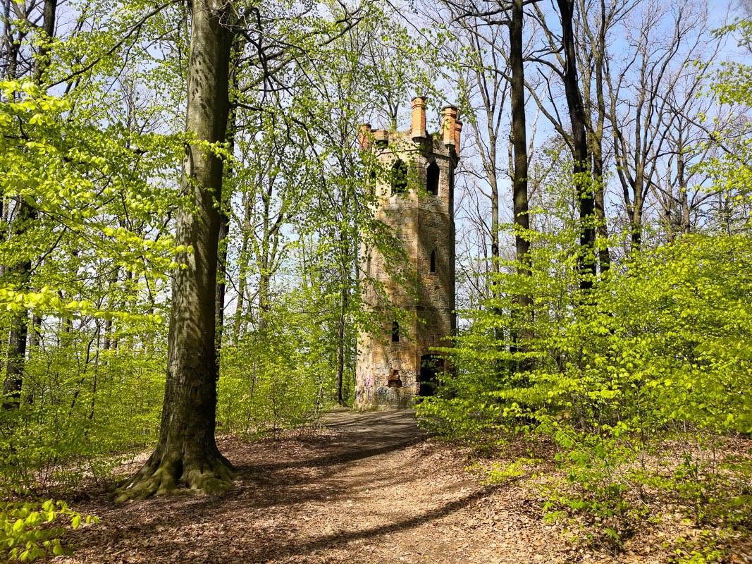 baszta las piastów wiosna