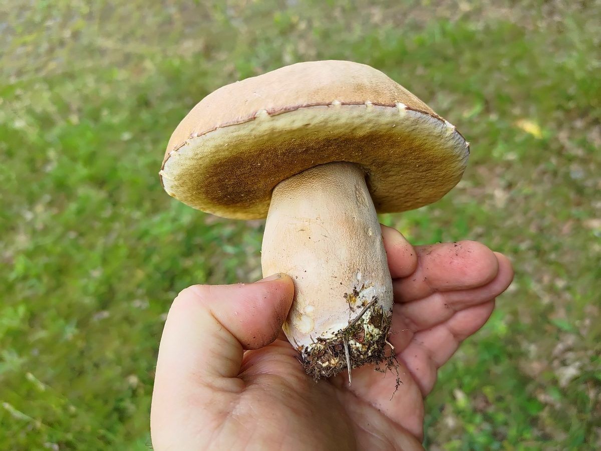 сітчастий боровик