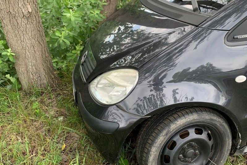 auto drzewo