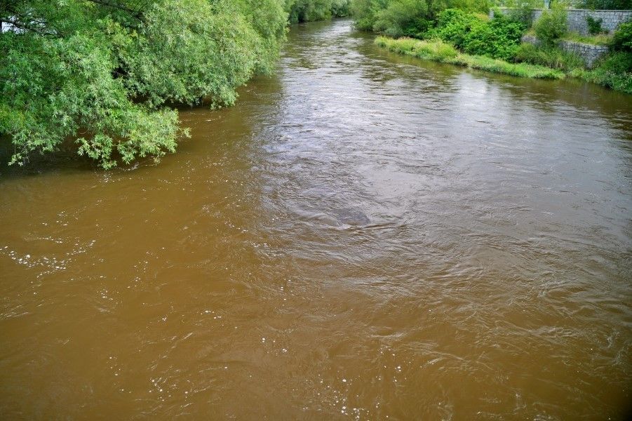bóbr wleń