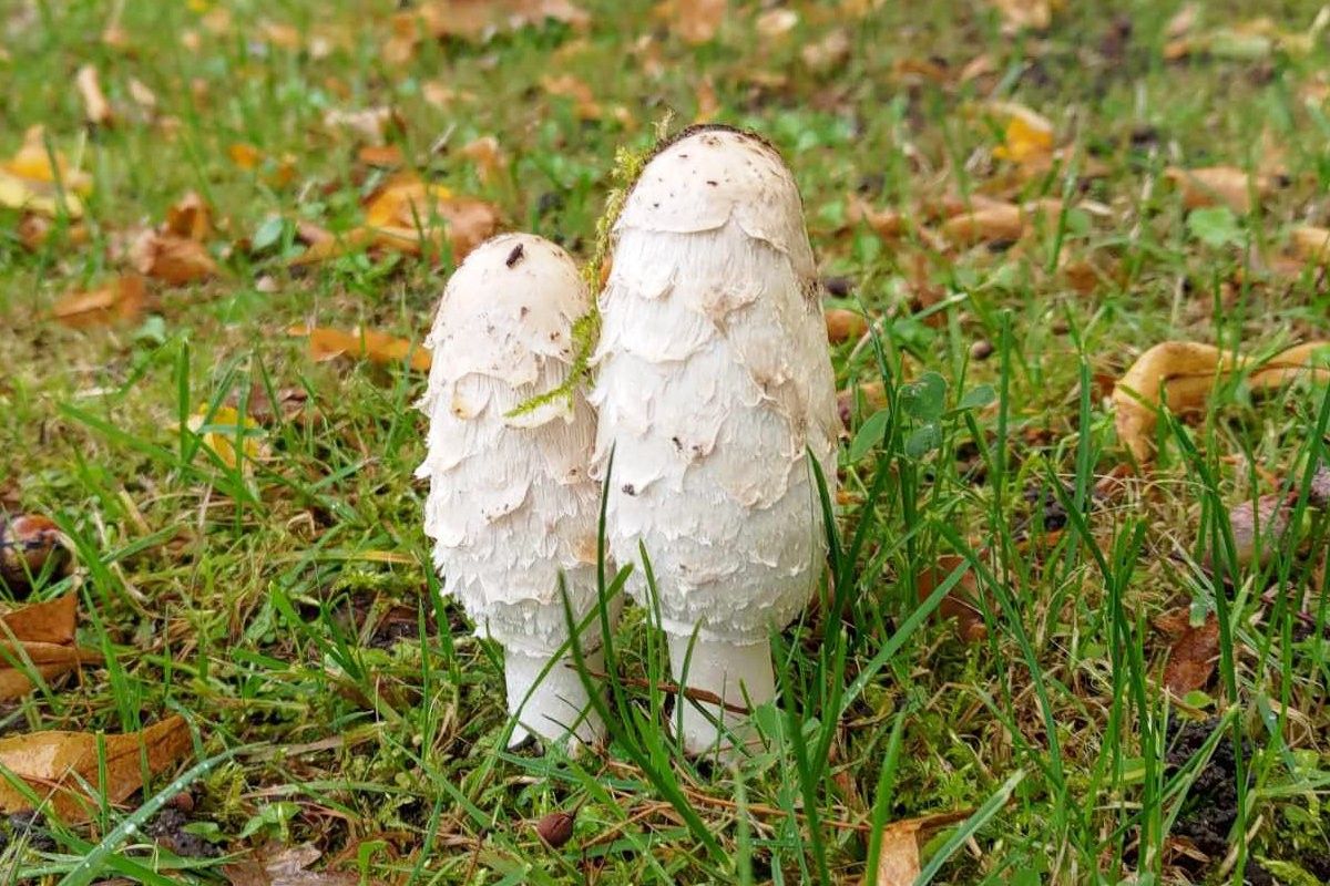 grzyb czernidłak kołpakowaty