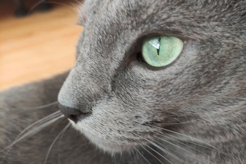 kot
