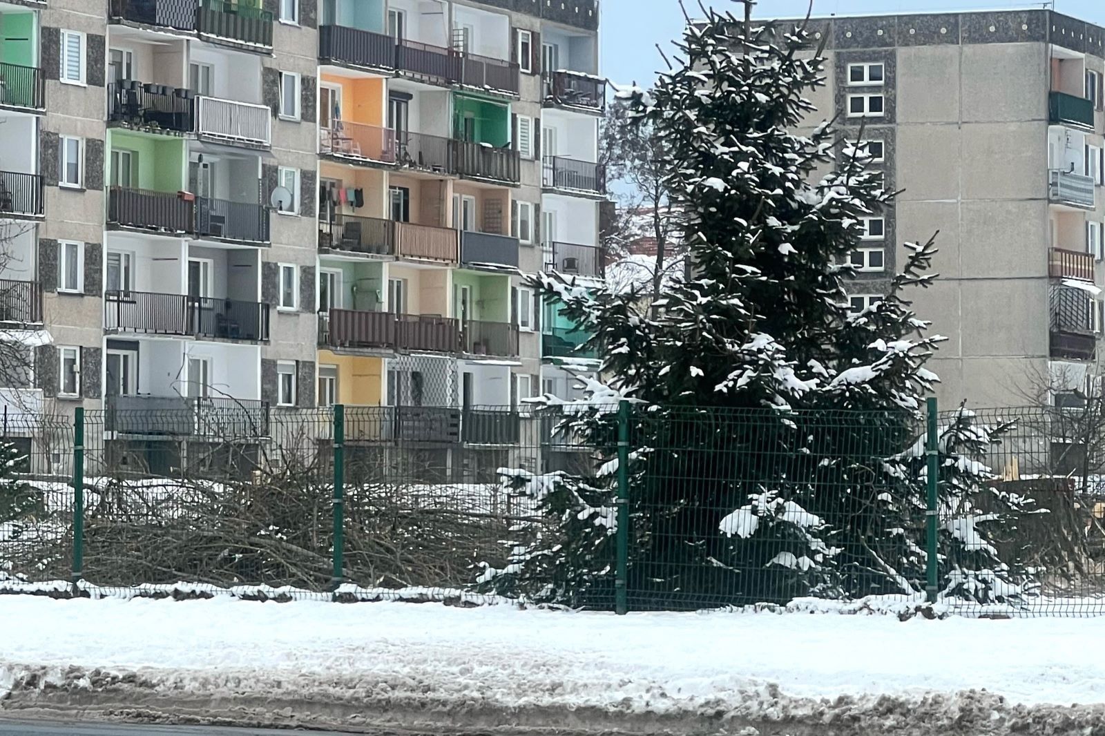 drzewo