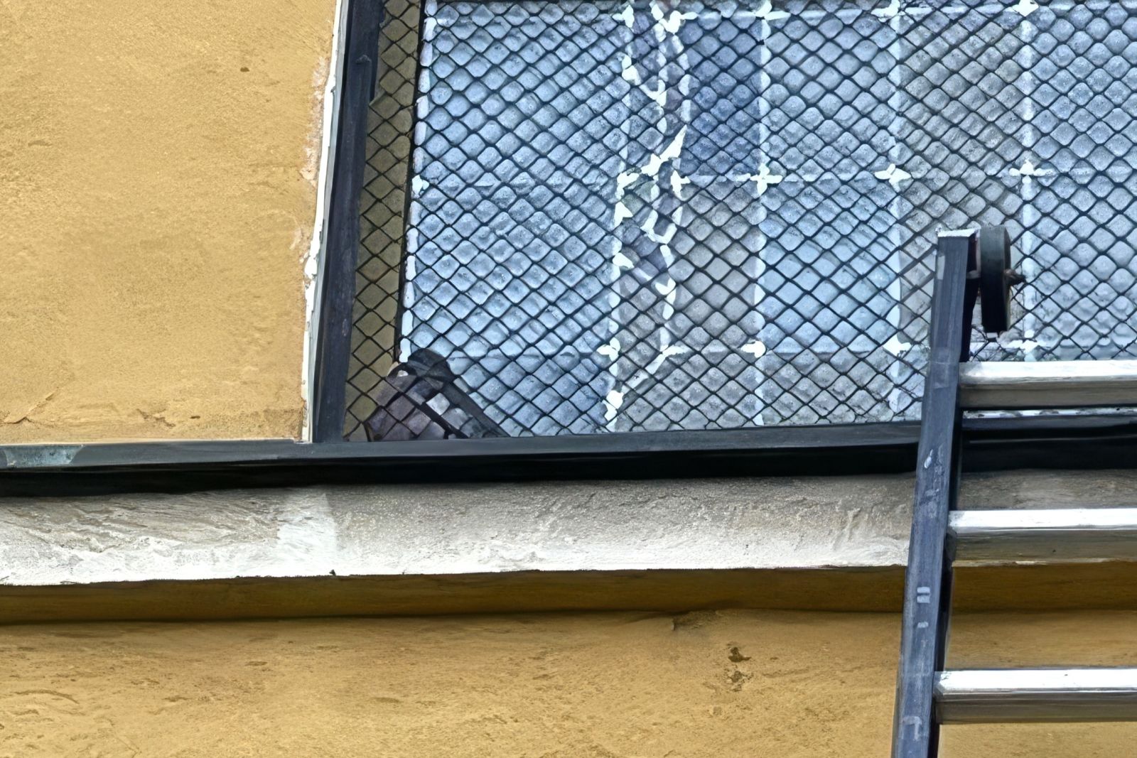 gołąb