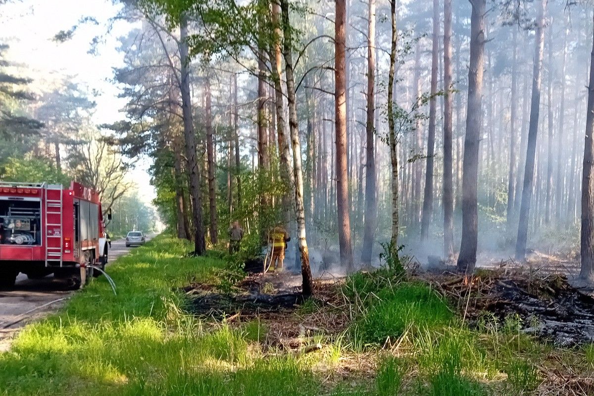 pożar lasu