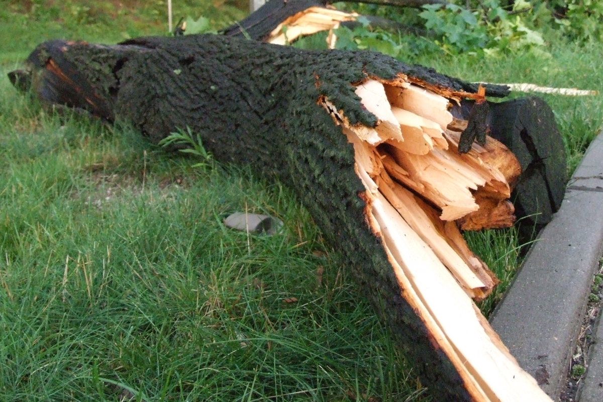 konar drzewo burza