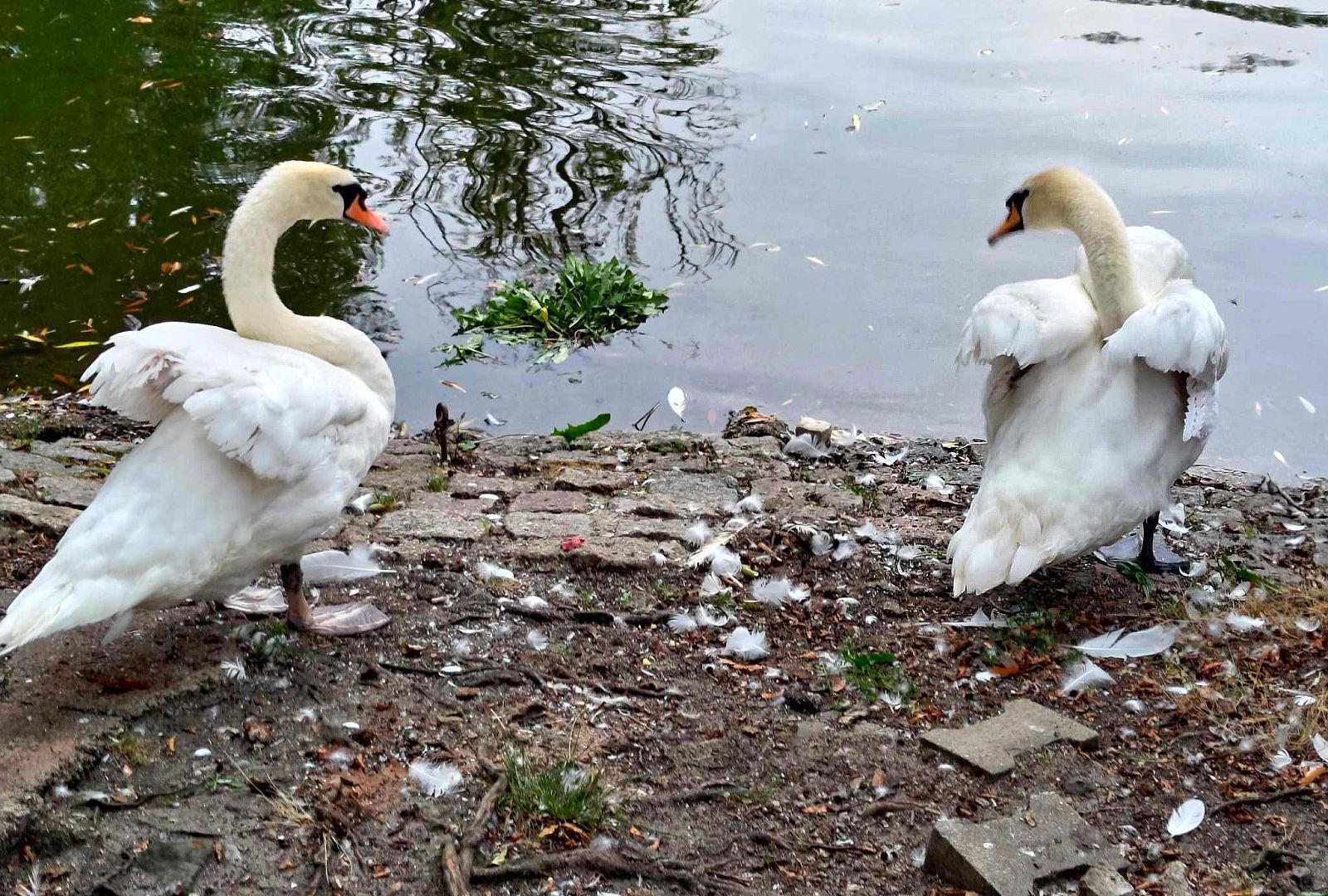 łabędź pióra staw miejski