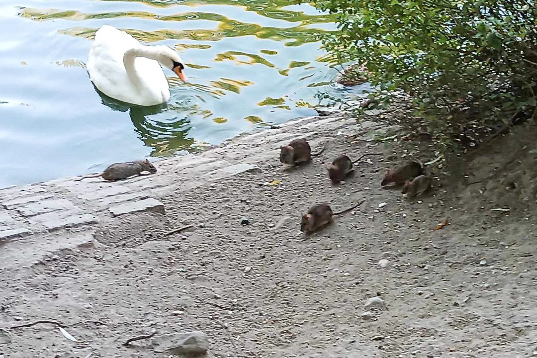 szczur