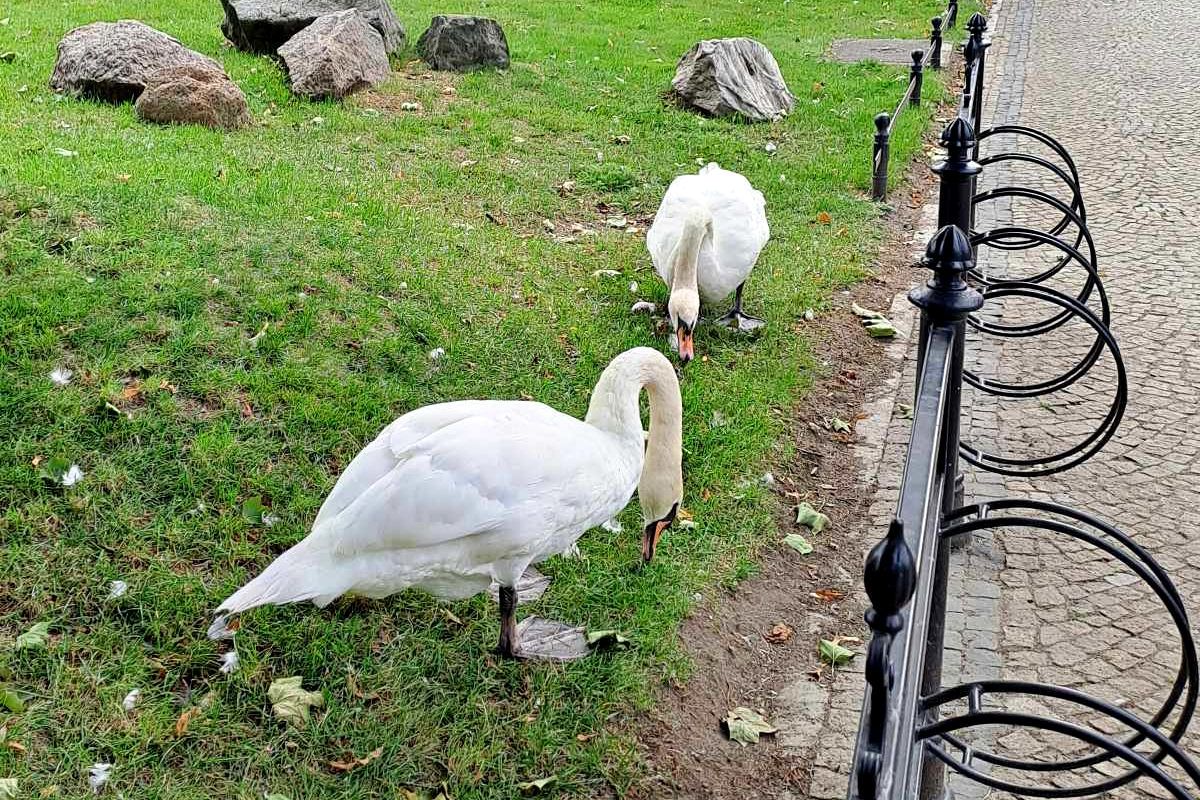 łabędź staw wycieczka