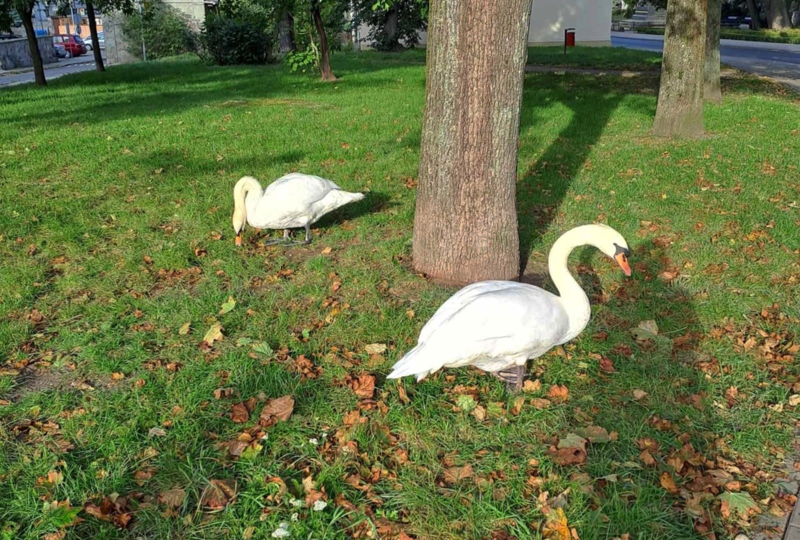 łabędź skwer ulica kubika