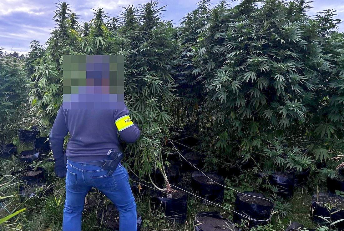 policjant konopie