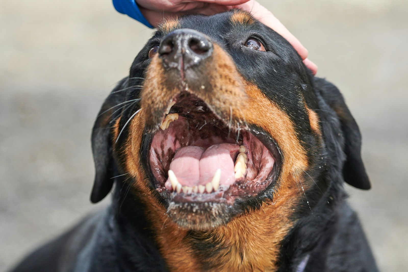Rottweiler