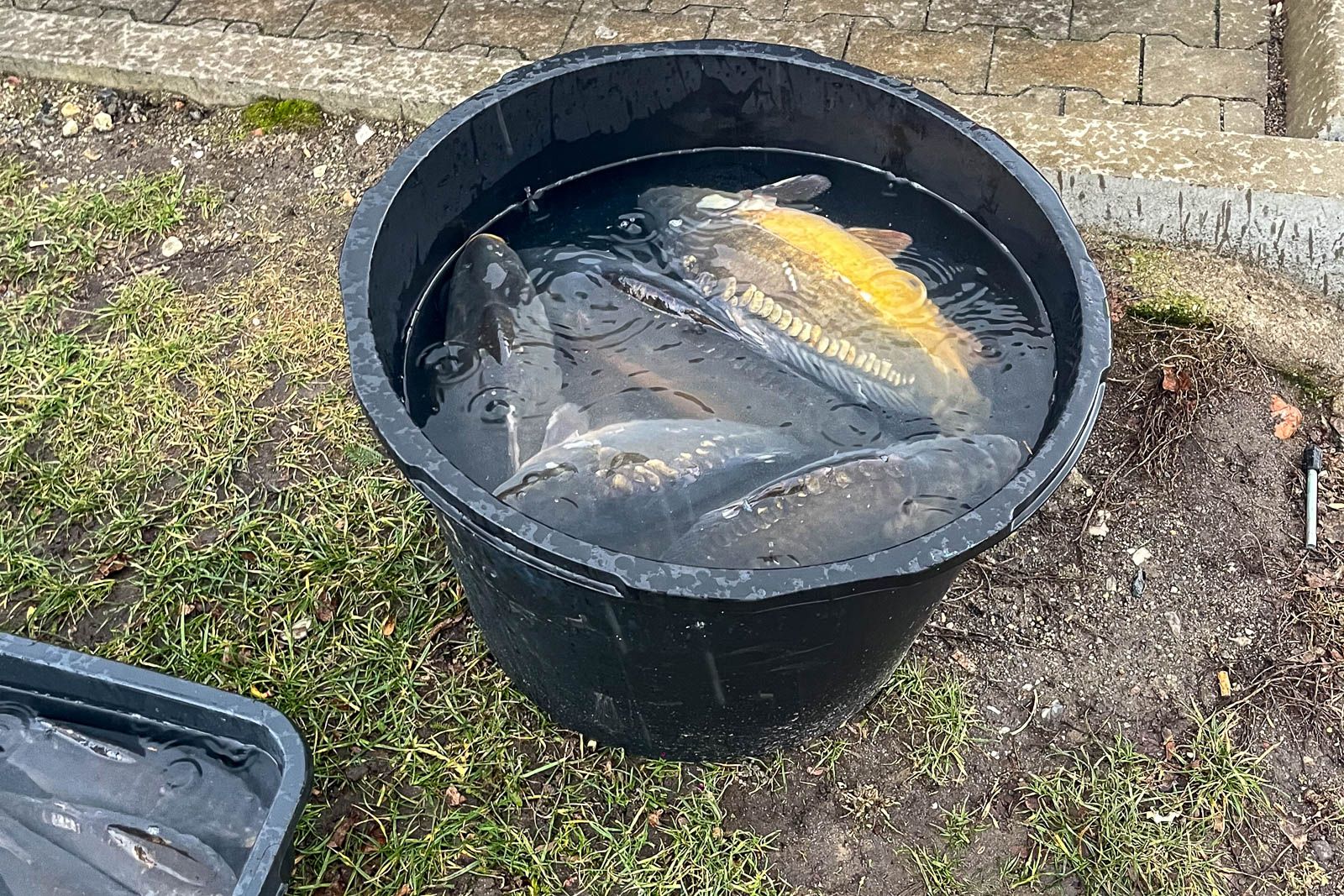 carp