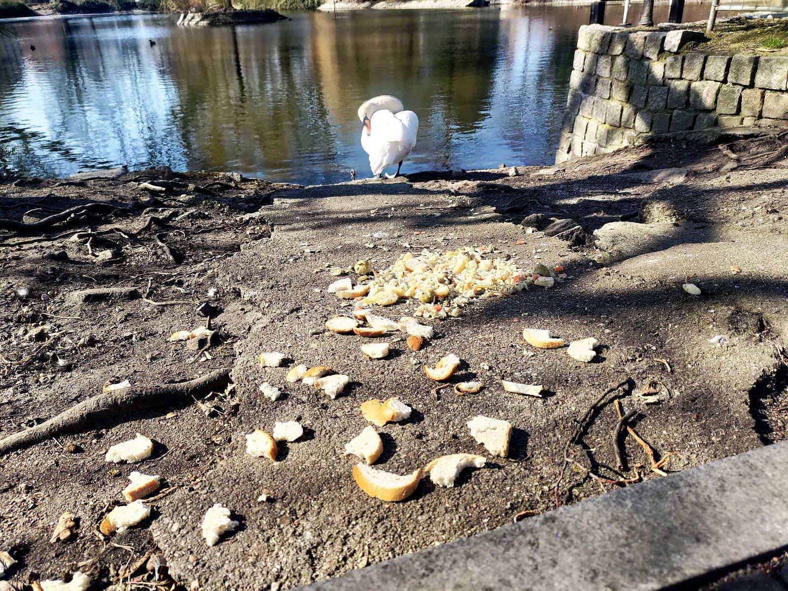 łabędź chleb staw