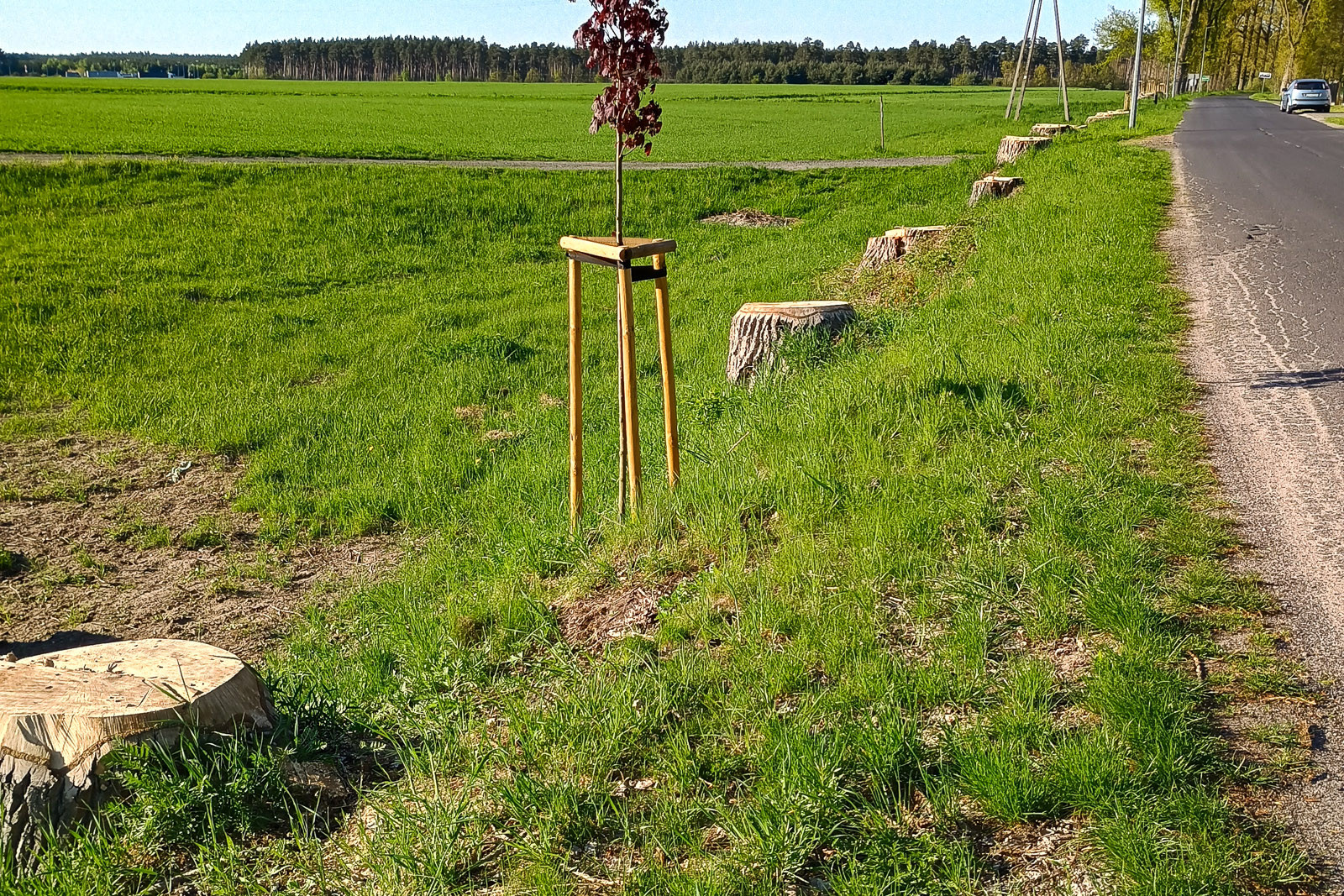 ścięte drzewo