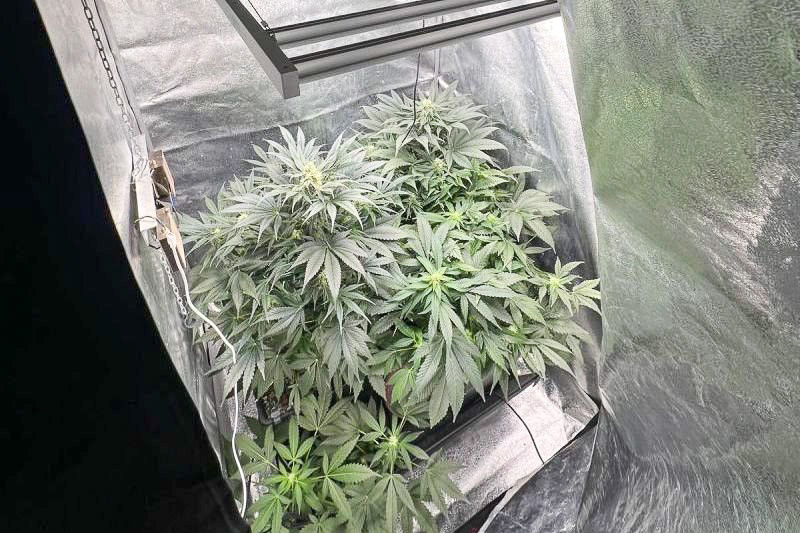 marihuana