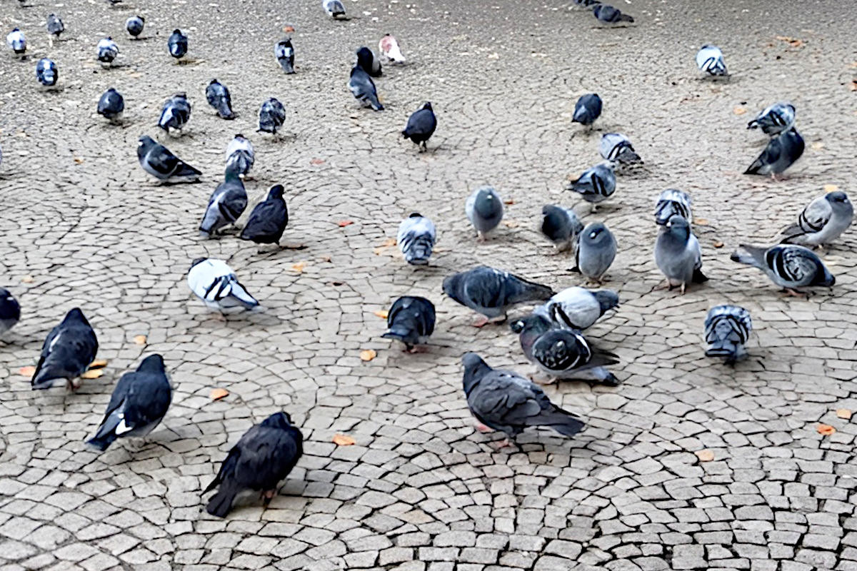 gołąb staw