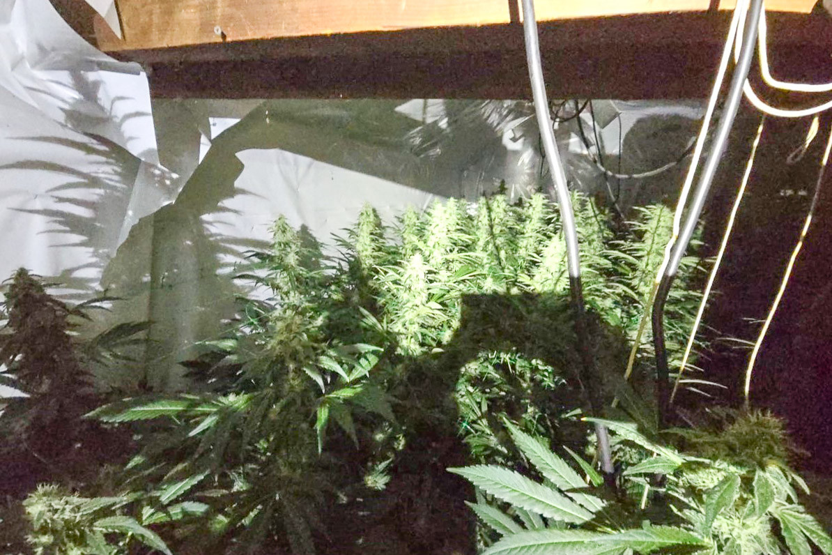 plantacja