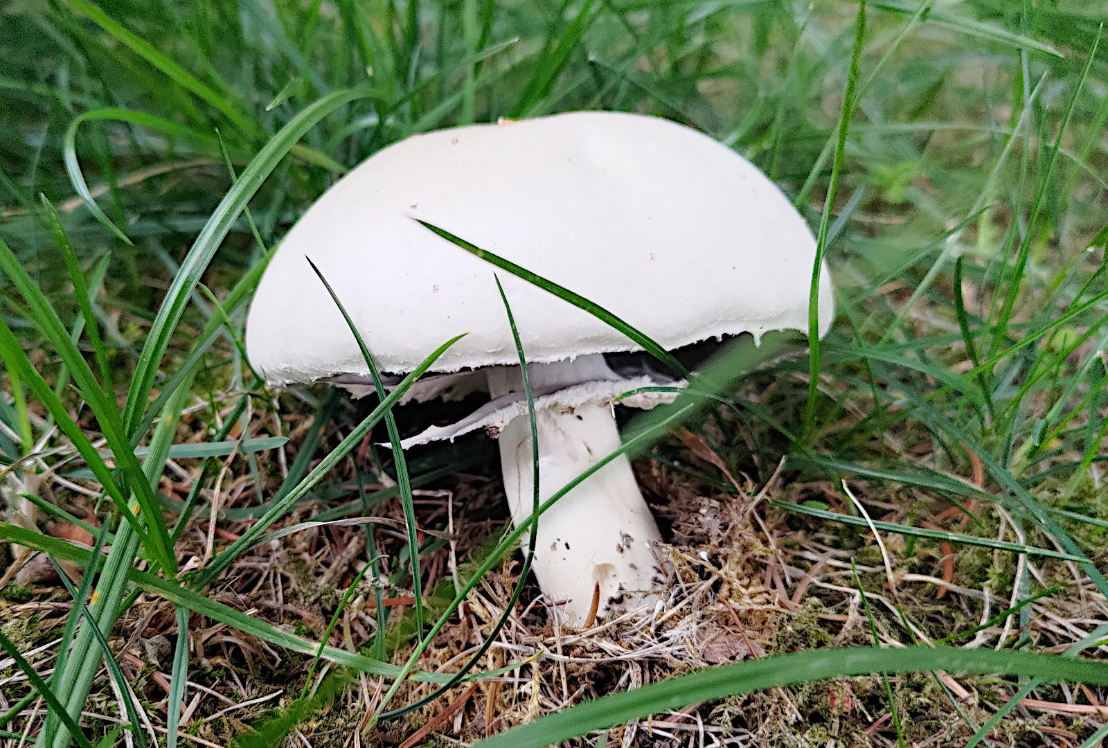 pieczarka karbolowa