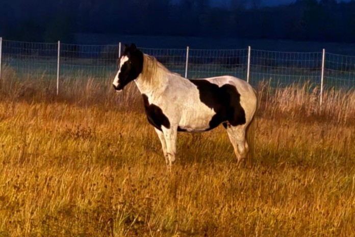 koń