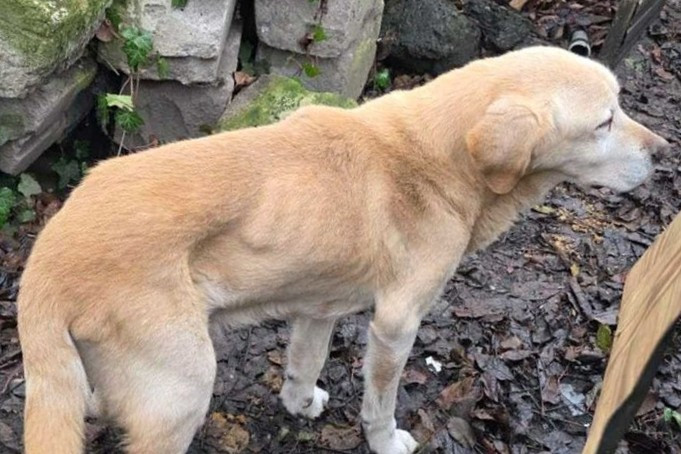 dog