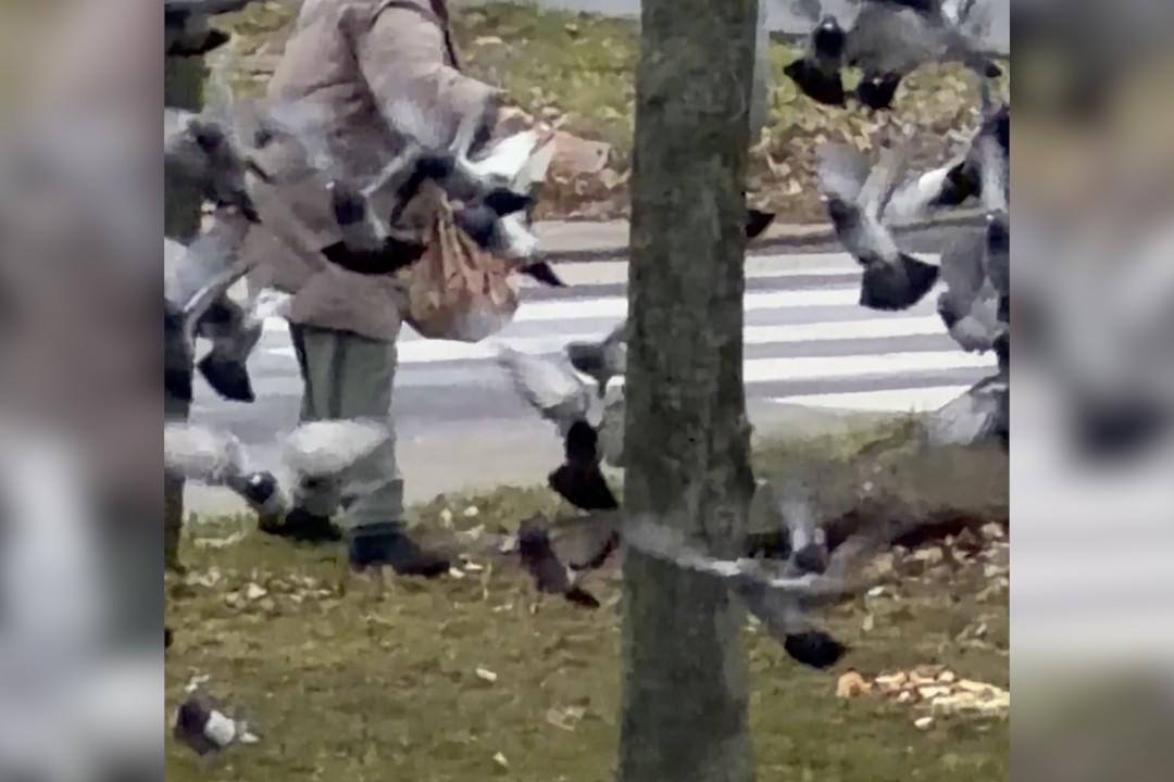 gołębie