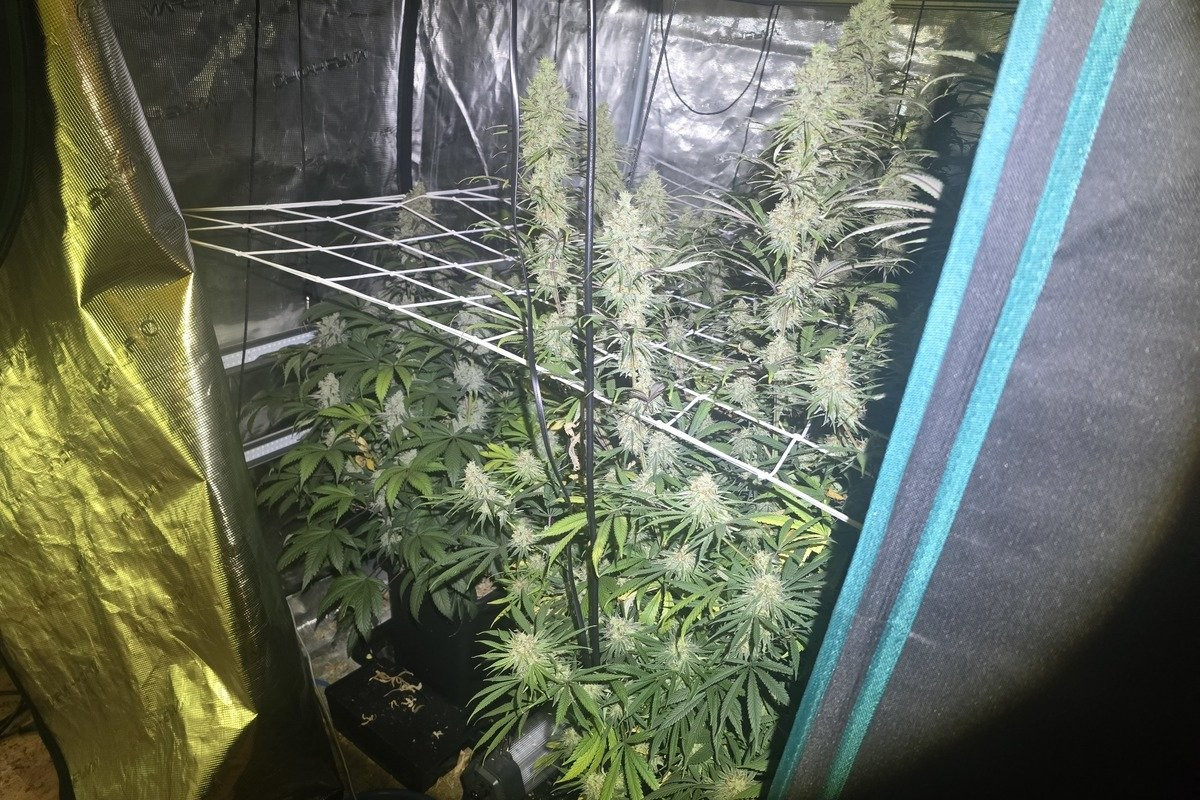 marihuana