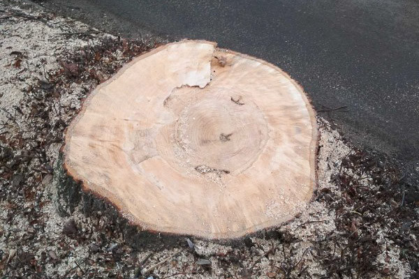 Tree trunk