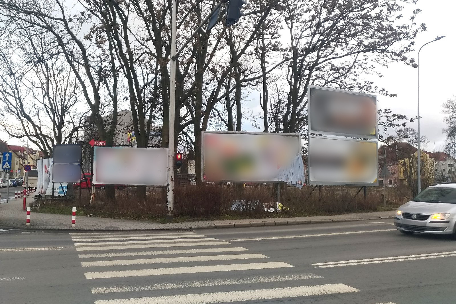 drzewa żywopłot