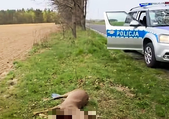 roe deer, police car, Szczytnica