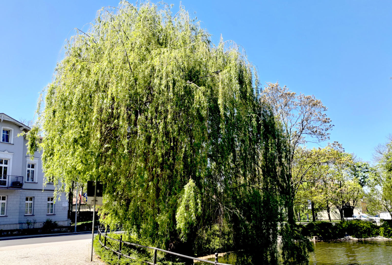 willow tree pond